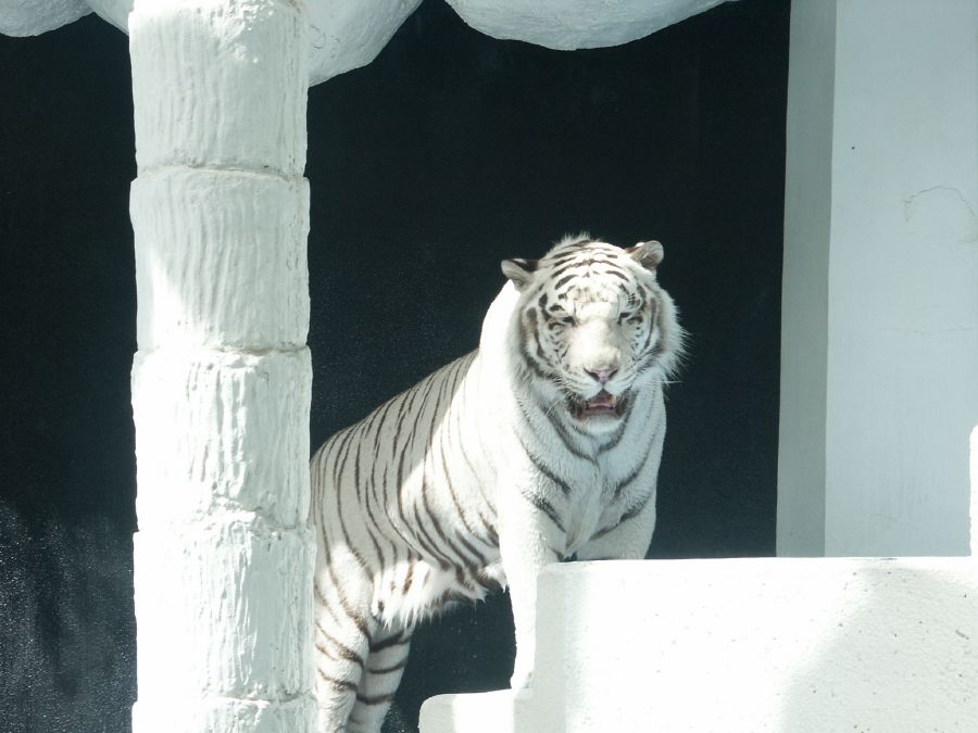 Sigfried & Roy's White Tiger